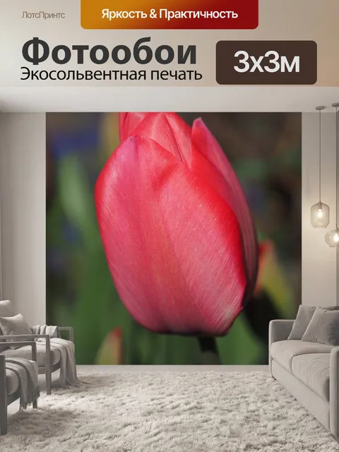 Фотообои Тюльпан