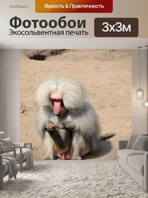 Фотообои Бабуин 4