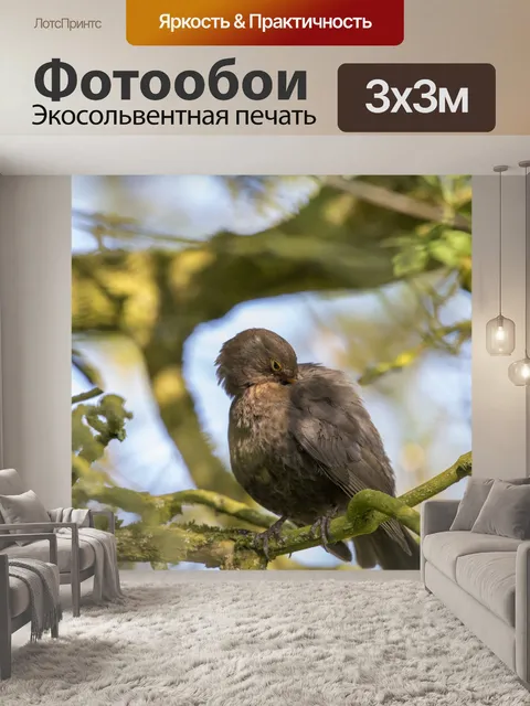 Фотообои Блэкберд Турдус Мерула