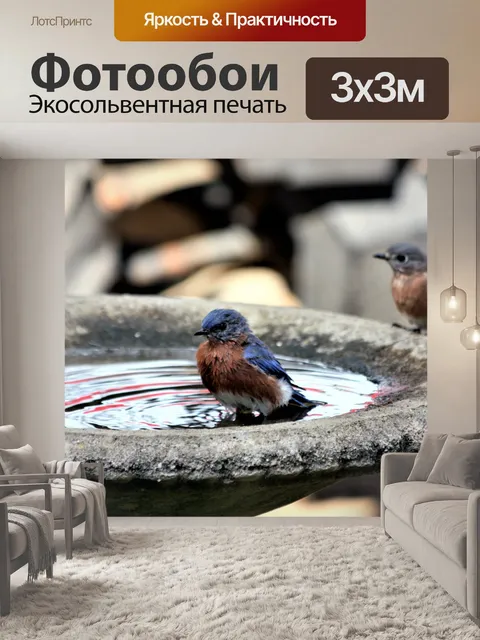Фотообои Две синие птицы в птичьей ванне