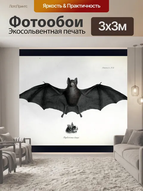 Фотообои Летучая мышь vintage art old