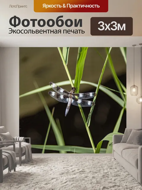 Фотообои черно-белая стрекоза
