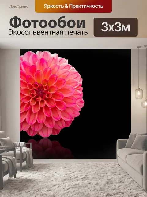 Фотообои Георгин, цветок, черный фон