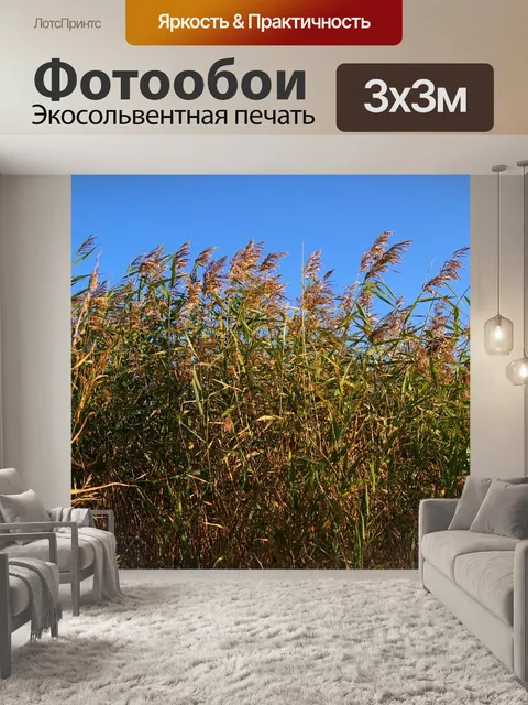 Фотообои Тростник