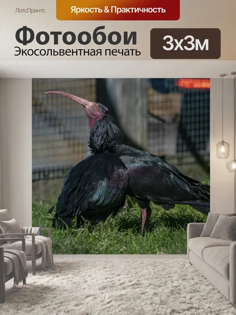 Фотообои Ибис птица