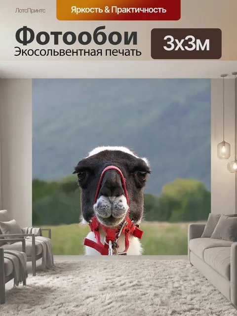 Фотообои Лама