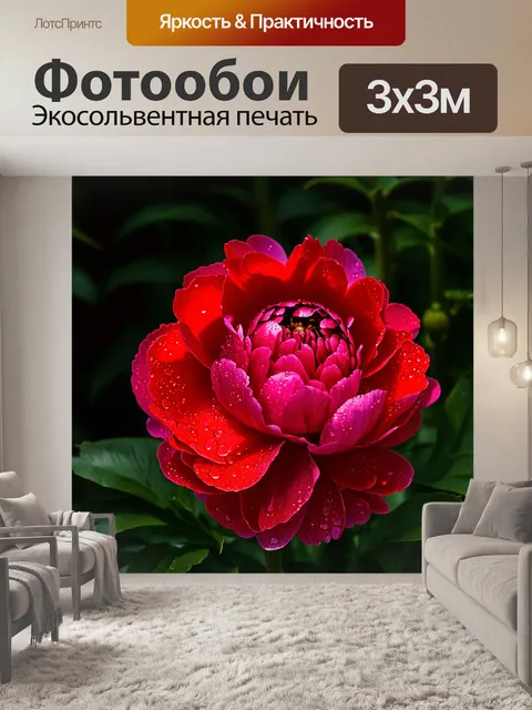 Фотообои красный пион, крупным планом, с каплями после дождя на его нежных лепестках, подсвеченный утренними лучами…