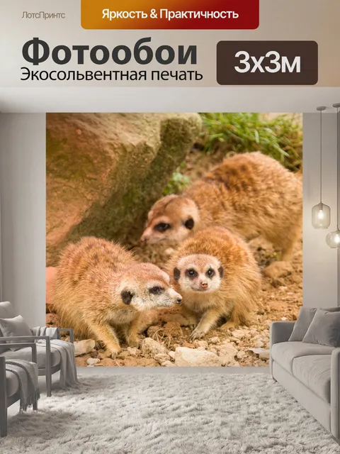 Фотообои Сурикаты