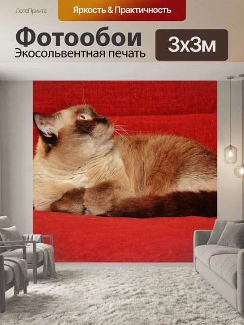 Фотообои Кот