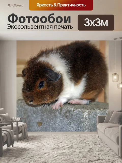 Фотообои Морская свинка