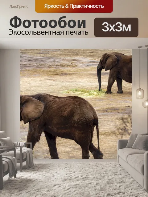 Фотообои Слонов