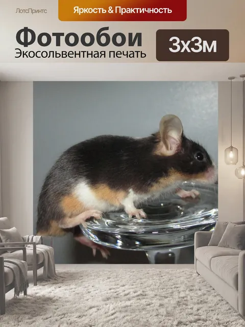 Фотообои Мышь