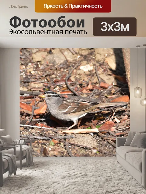 Фотообои Белый венценосный воробей