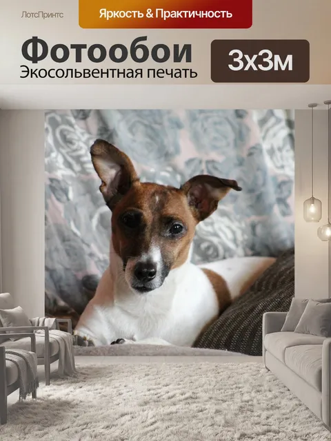 Фотообои Собака