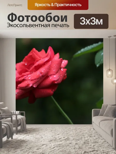 Фотообои Красная бархатная роза