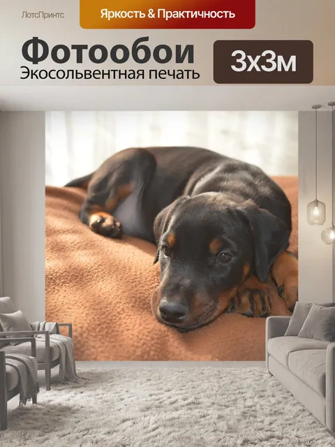 Фотообои Доберман