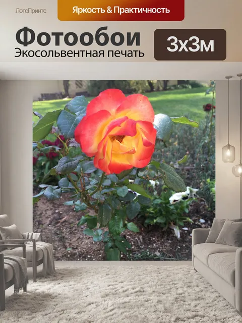 Фотообои Двухцветная оранжево-желтая роза