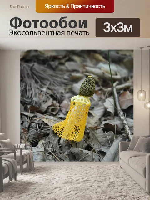 Фотообои Грибы