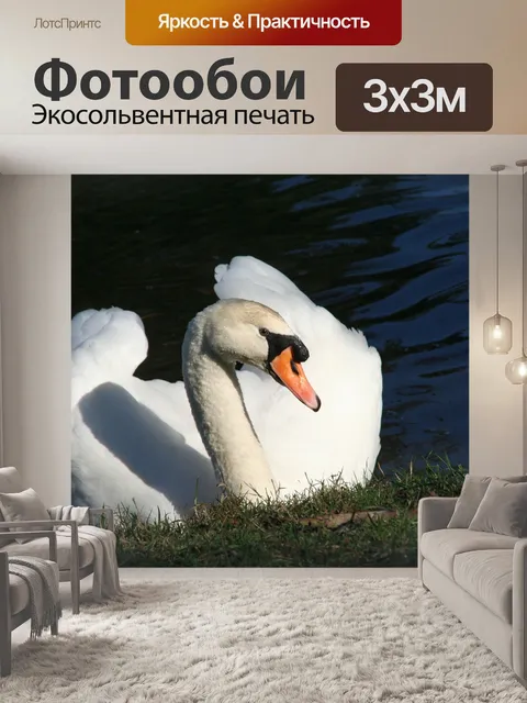 Фотообои Лебедь