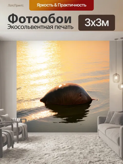Фотообои промт: "на поверхности спокойного моря, морж, покоящийся на огромной морской раковине