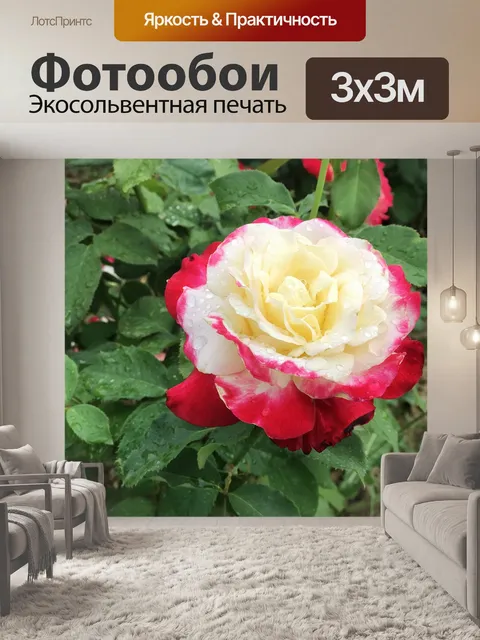 Фотообои Розы