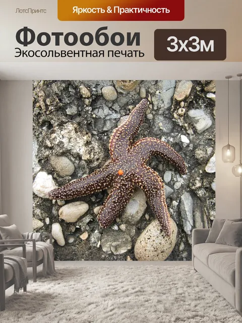 Фотообои Морская звезда