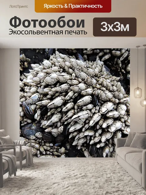 Фотообои Ракушки