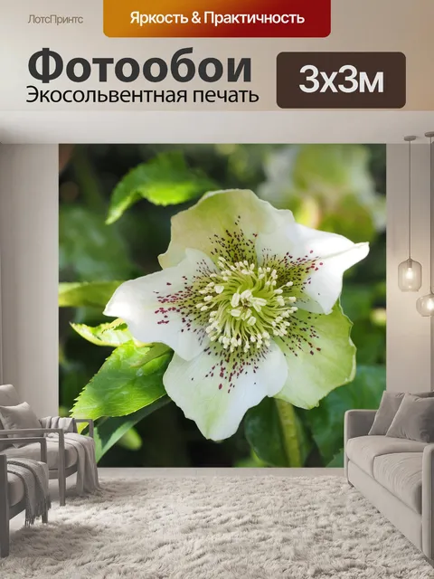 Фотообои Рождественская роза