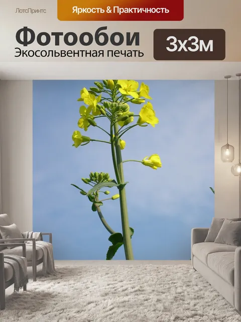Фотообои Рапса