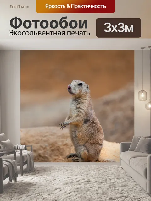 Фотообои Черный хвост луговых собачек