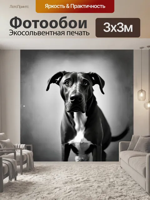 Фотообои минималистическое черно-белое фото веймаранерской собаки