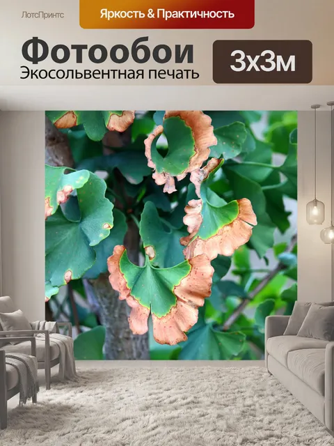 Фотообои сушка листьев на гинкго билоба