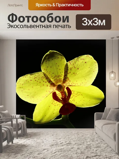 Фотообои Желтые орхидеи