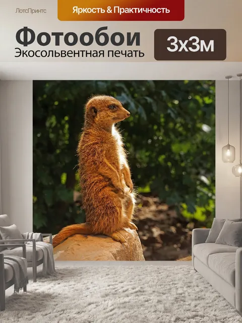 Фотообои Сурикат