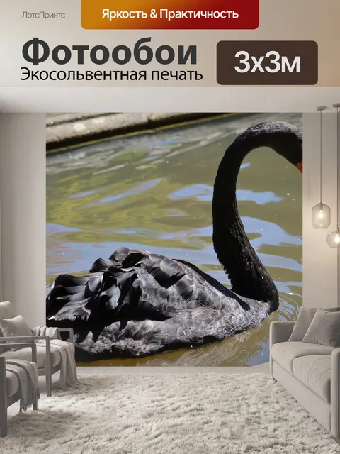 Фотообои Черный лебедь