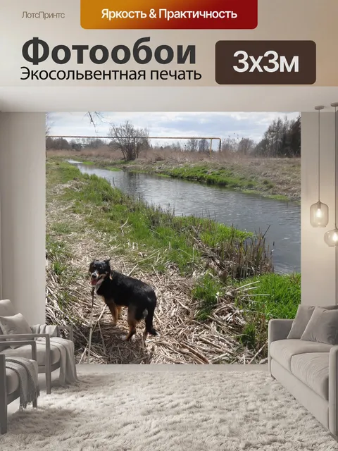 Фотообои Собака на прогулке