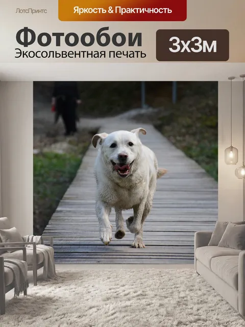 Фотообои Собака
