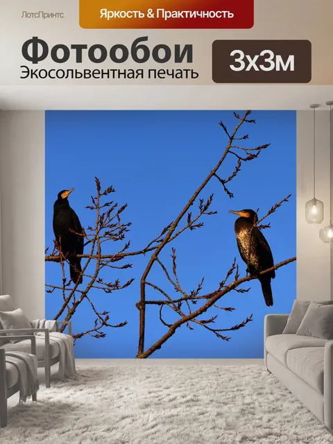 Фотообои Баклан