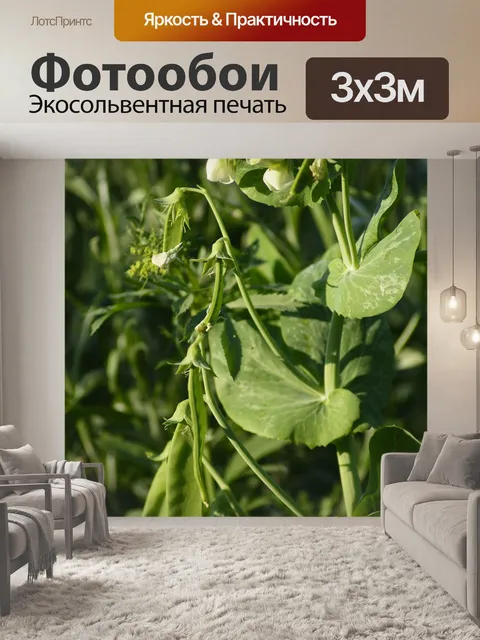 Фотообои Душистый горошек