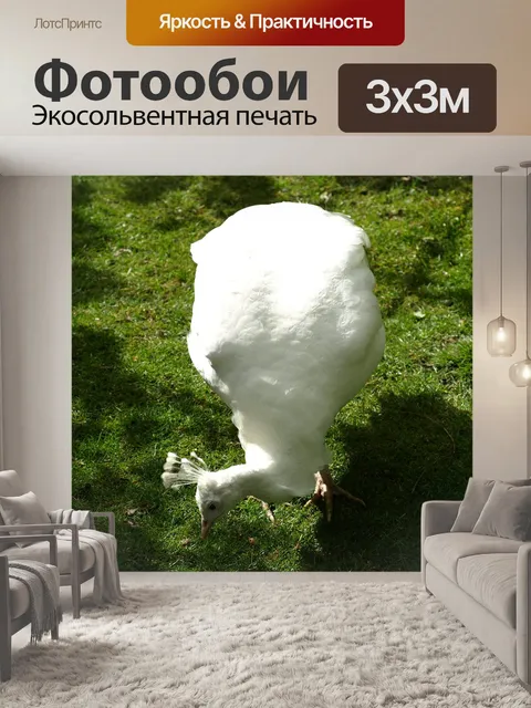 Фотообои Самка павлина