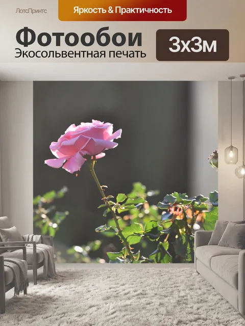 Фотообои Одна розовая роза