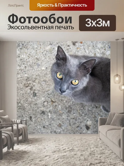 Фотообои Серый бездомный кот