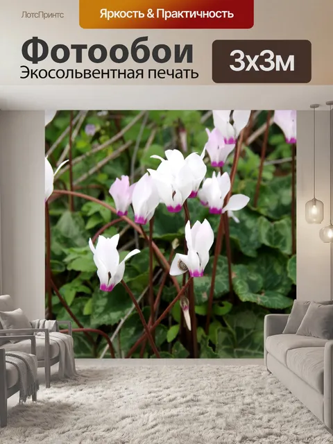 Фотообои Крупный план белых цветов цикламена