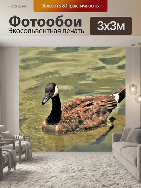 Фотообои Канадский гусь плавает в чистом озере