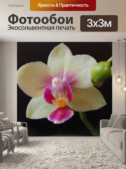 Фотообои Орхидея