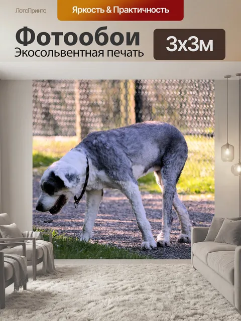 Фотообои Смешные собаки