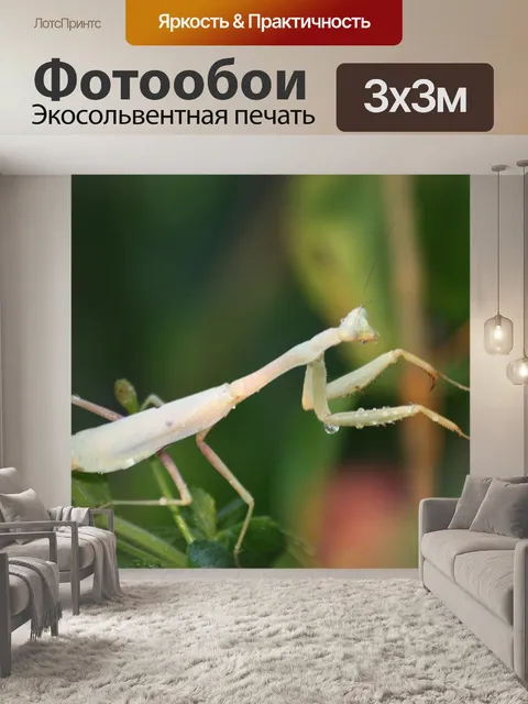 Фотообои Белый молящийся богомол