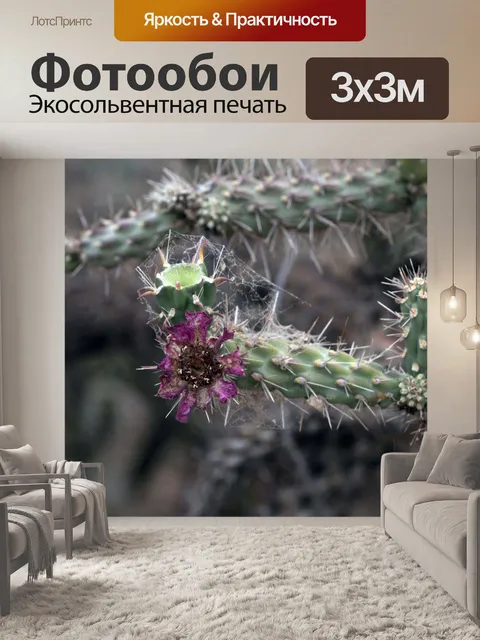 Фотообои Цветок кактуса и паутина