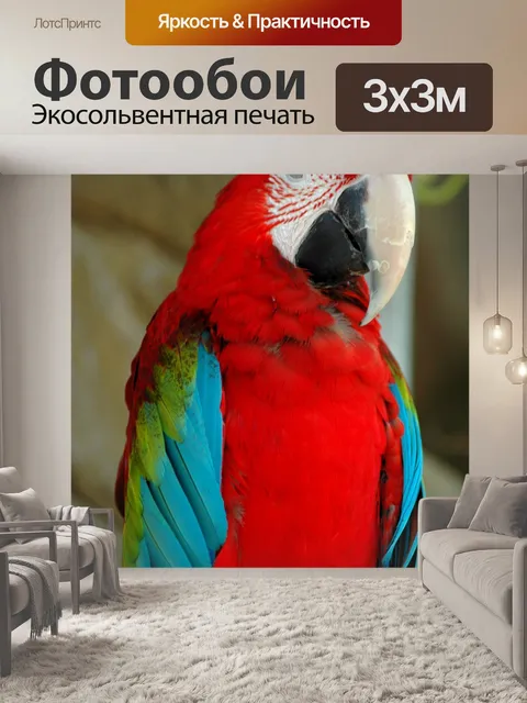 Фотообои Яркий цветной ара