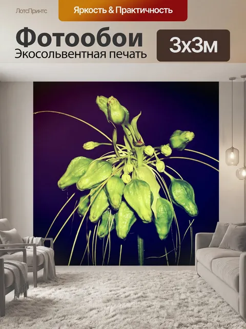 Фотообои Красивый цветок